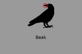 File:Beak.png