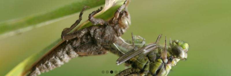 File:2023-08-29 slideshow empty.png