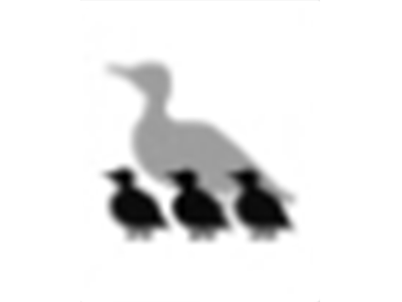 File:TM pulli.png