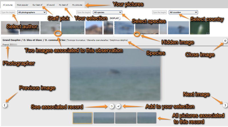 File:Gallery (2).png