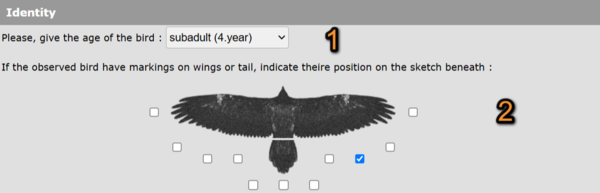 BV Identity.png