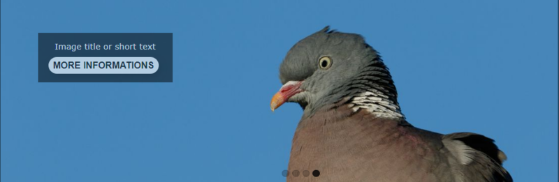 File:Slideshow More info button.png